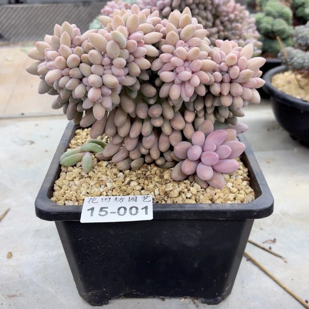 15.001汤圆缀化一个