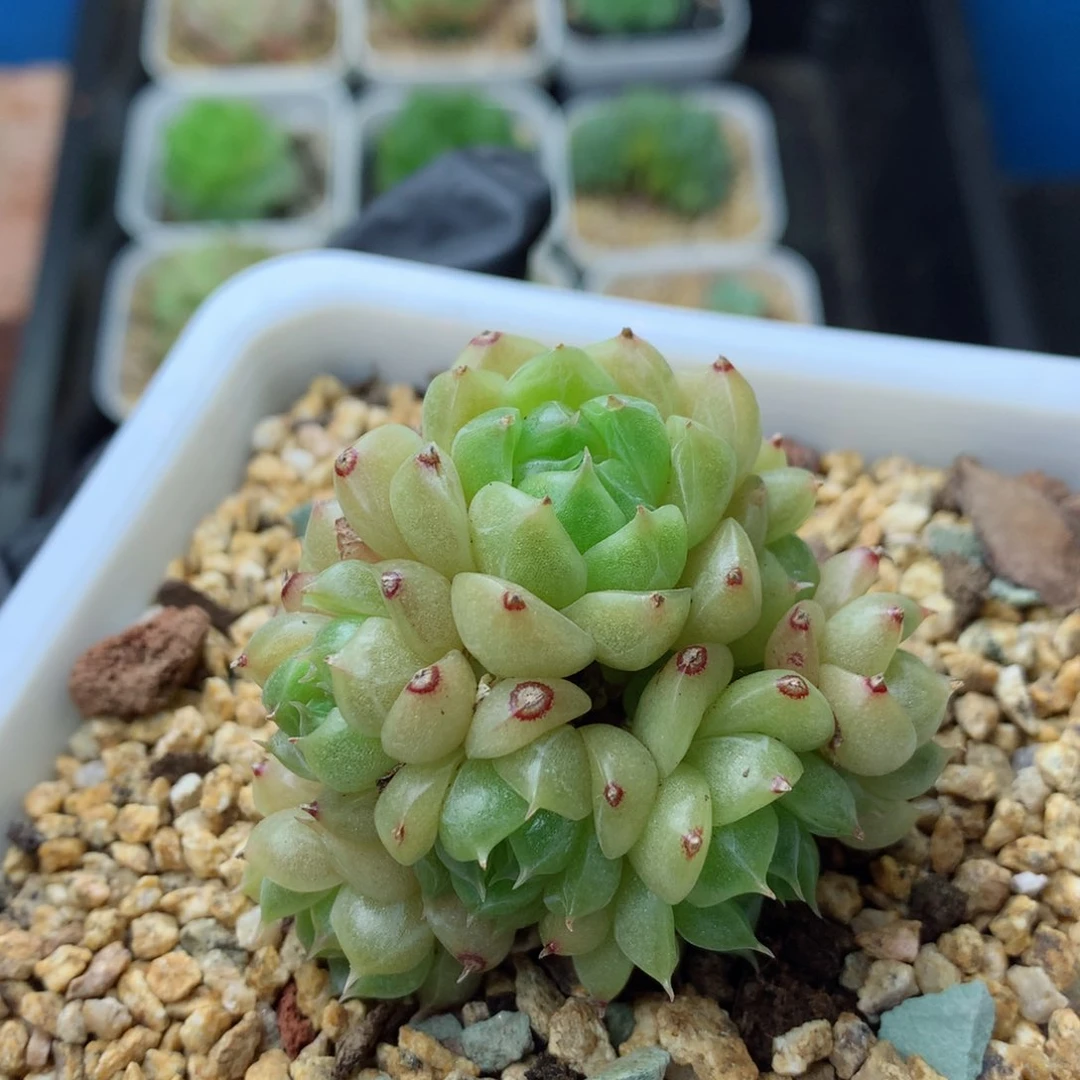 58包邮  群生不包整 94