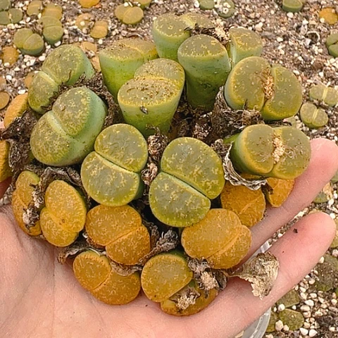 【闪购商品】5颗绿5颗黄