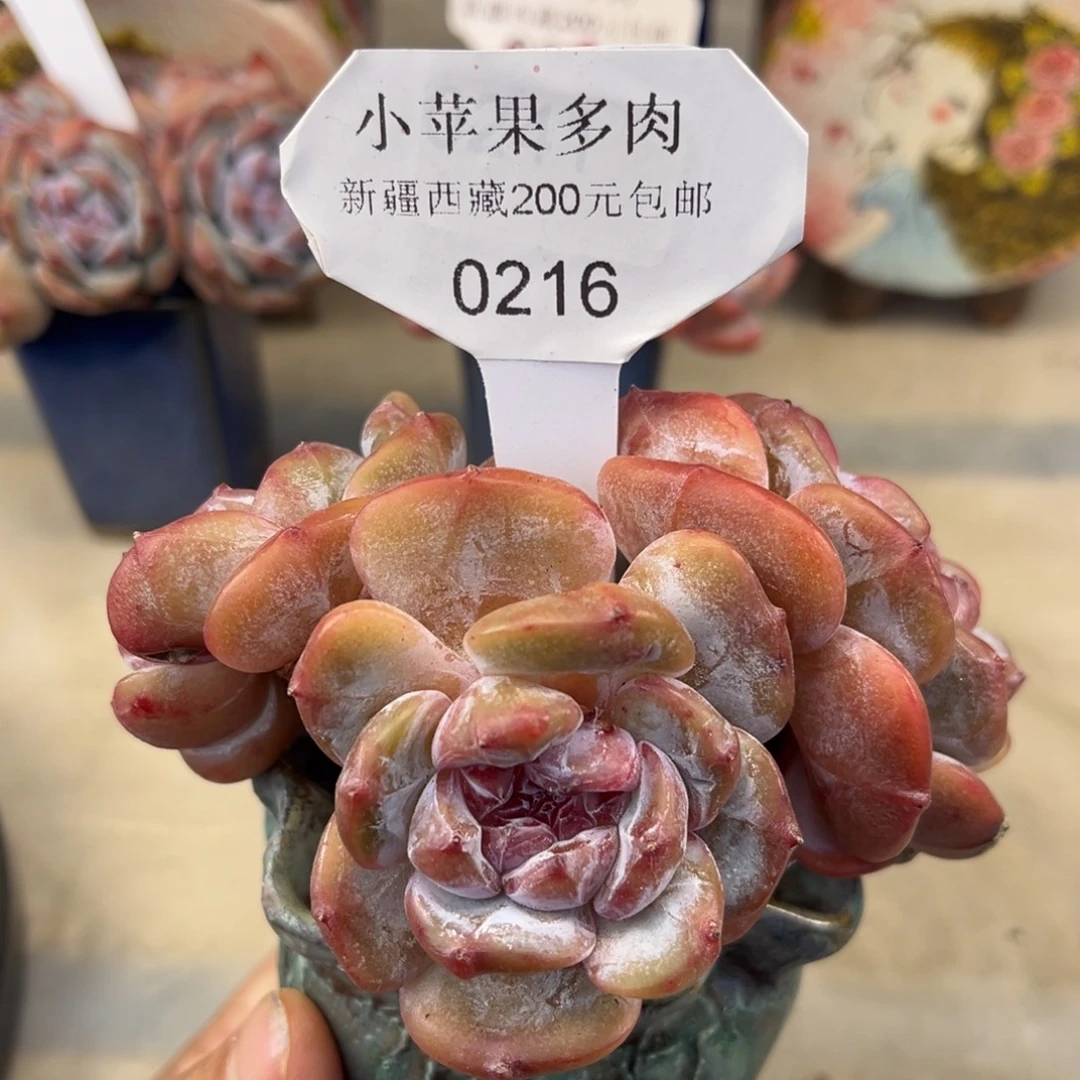 绿底紫心216/10cm3头