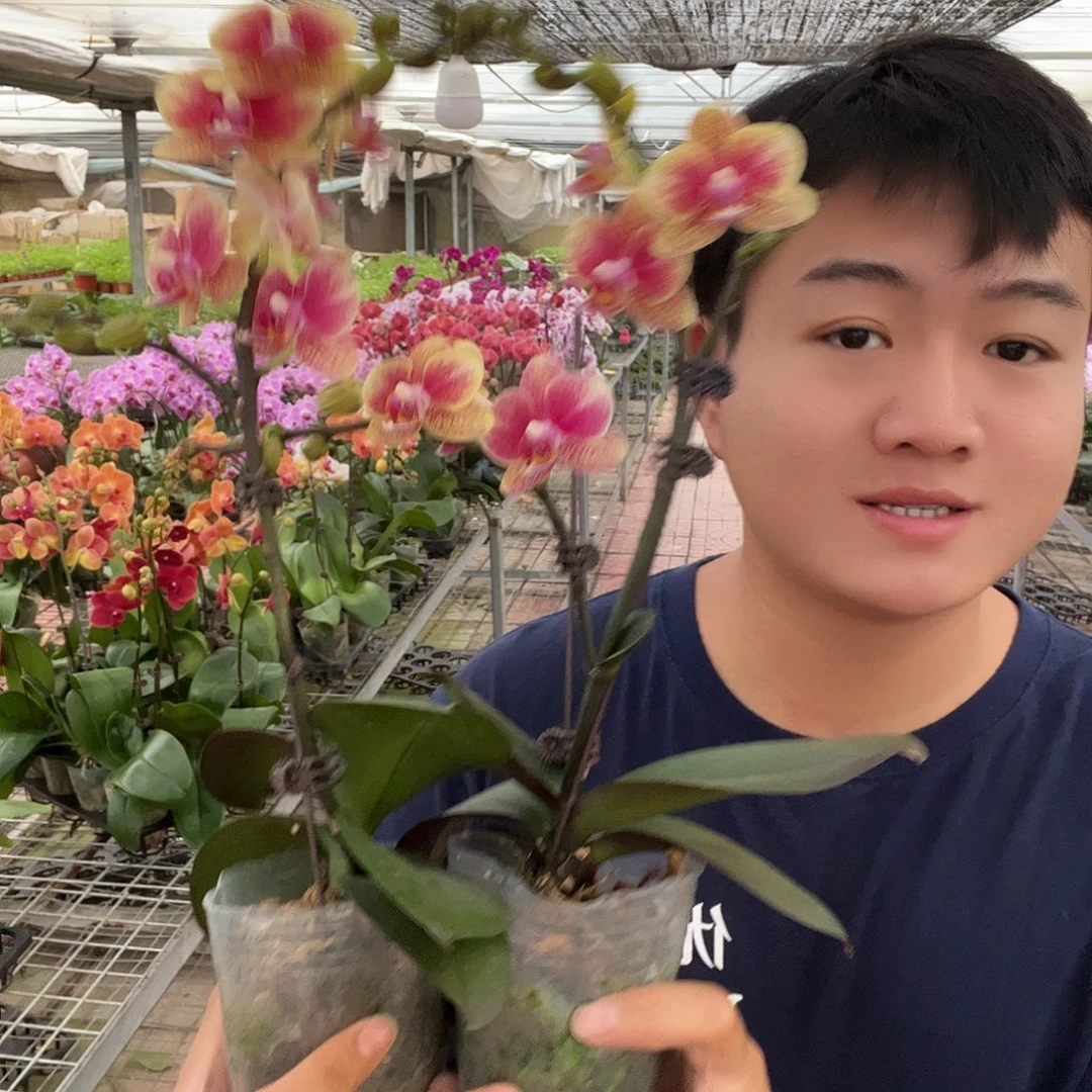 大部分开放少量花苞金蝶 单和双