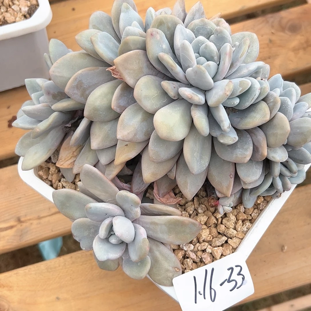 116-33粉兔朵朵缀瑕疵多肉