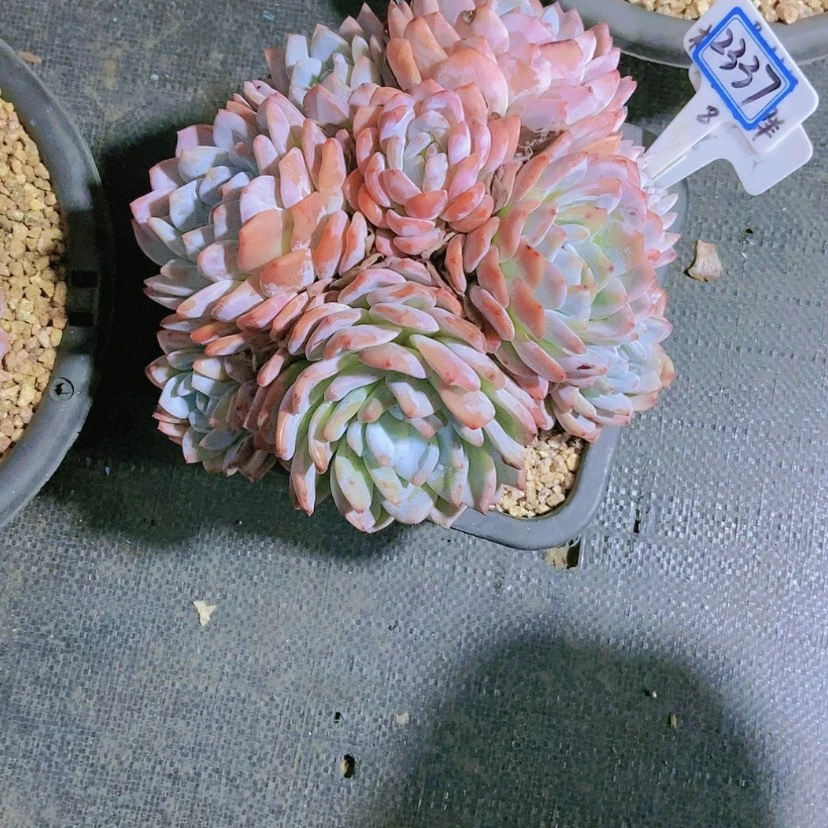 【闪购商品】释*2337