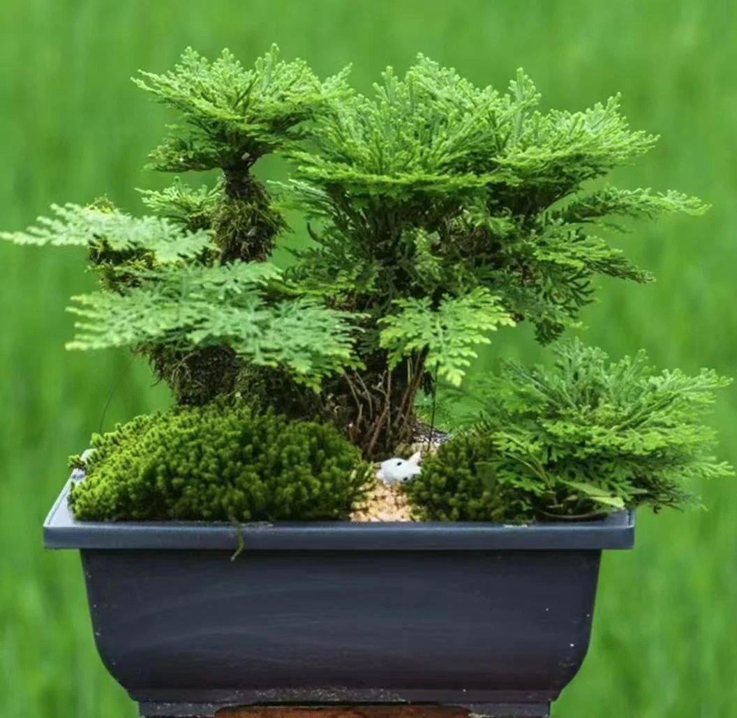 卷柏盆景九死还魂草绿植室内装饰植物不带盆花卉九死还魂草盆栽