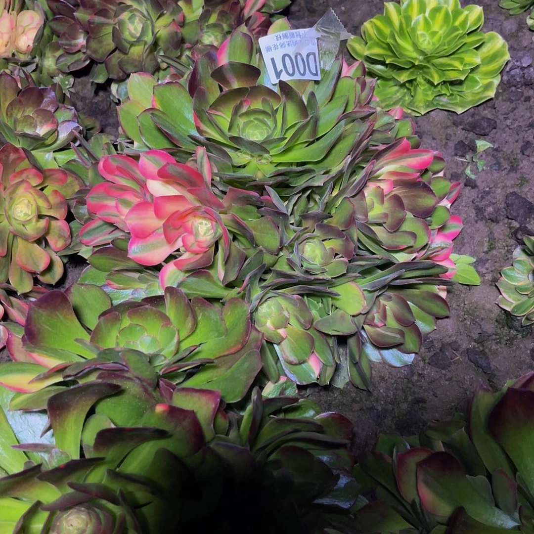 法师法师26–11包邮法师