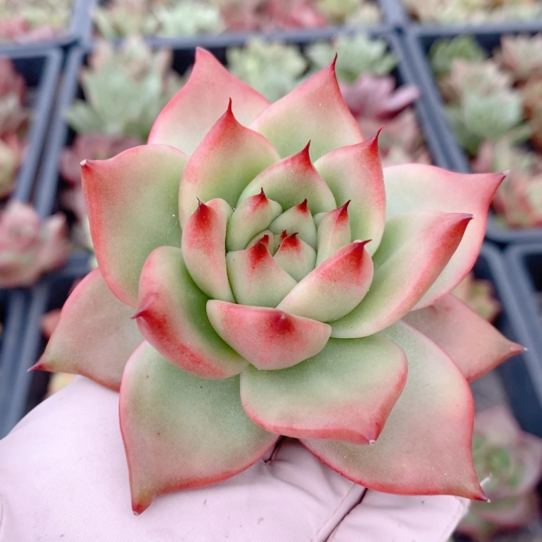 无花朵红色系多肉植物