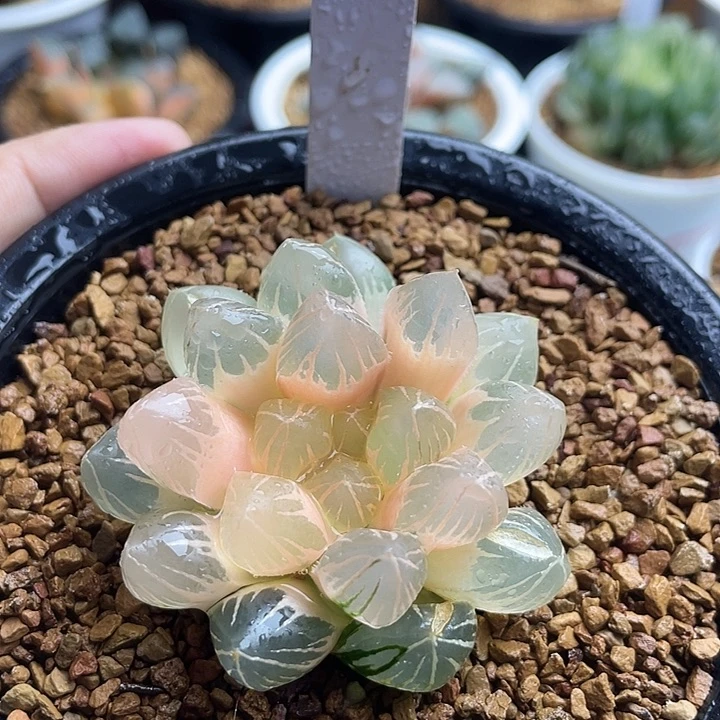 34龙爪玉露锦糊斑多肉
