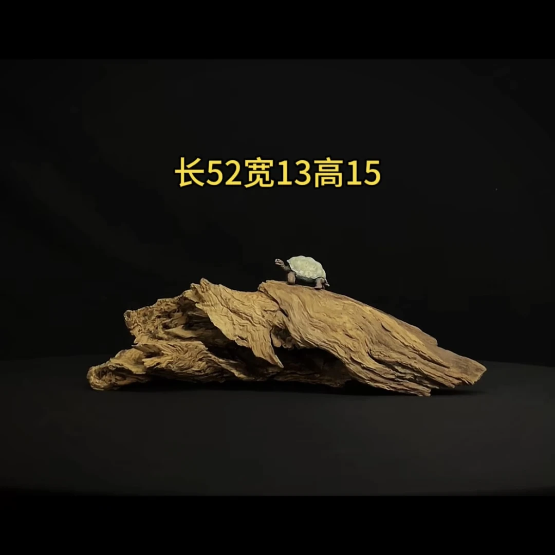 张大狼造景沉木长52cm螺旋趴缸半洞 乌龟鱼缸造景 鬼柳木秒沉
