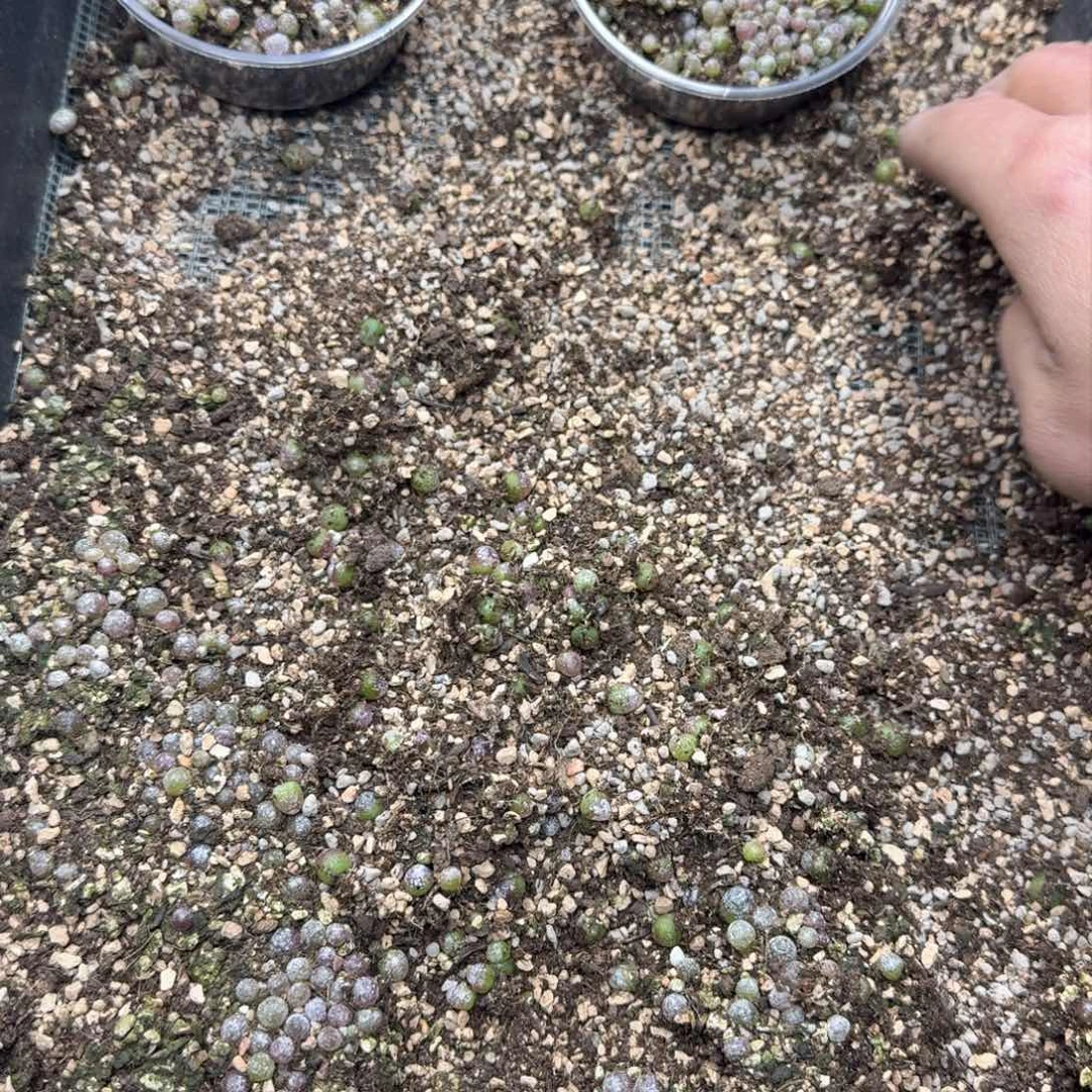 E108。 小灯泡脱土发货