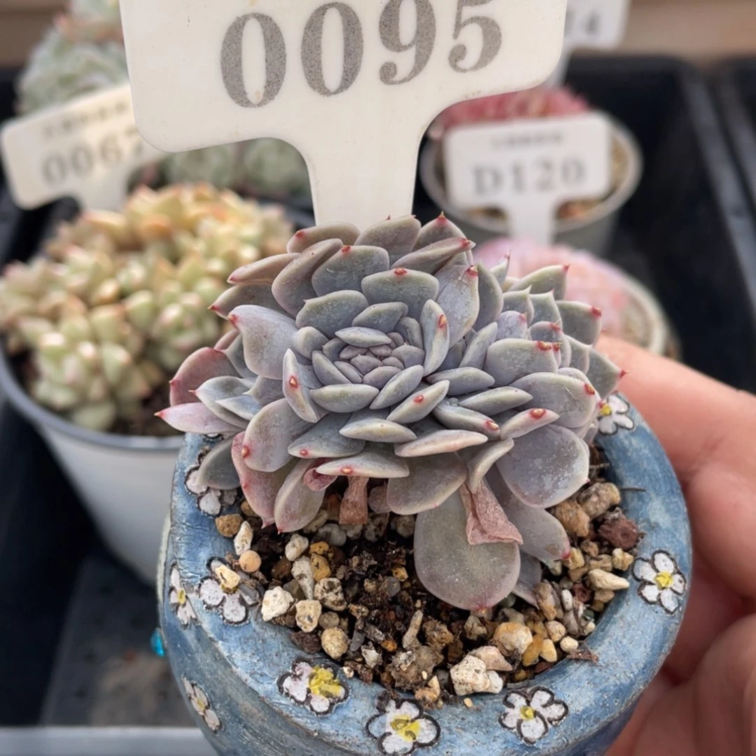 0095汉堡缀不带盆6厘米