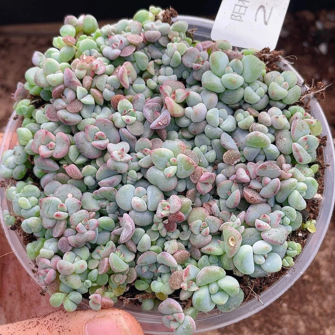 多肉植物多肉植物293