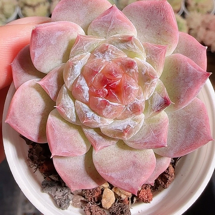 1117-----259秘境冰魄