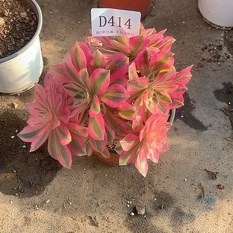 414粉女巫多肉母本无售后