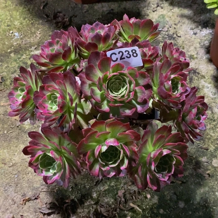 水晶莲花多肉植物238