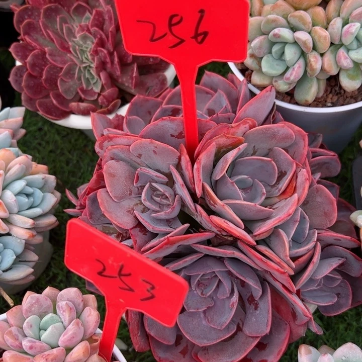 256尘埃玫瑰平平安安