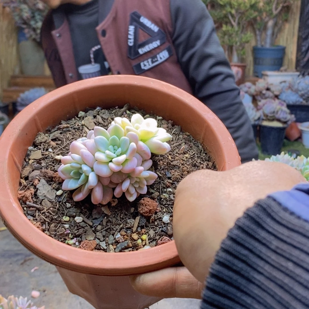 成**凡A69号洛神锦多肉