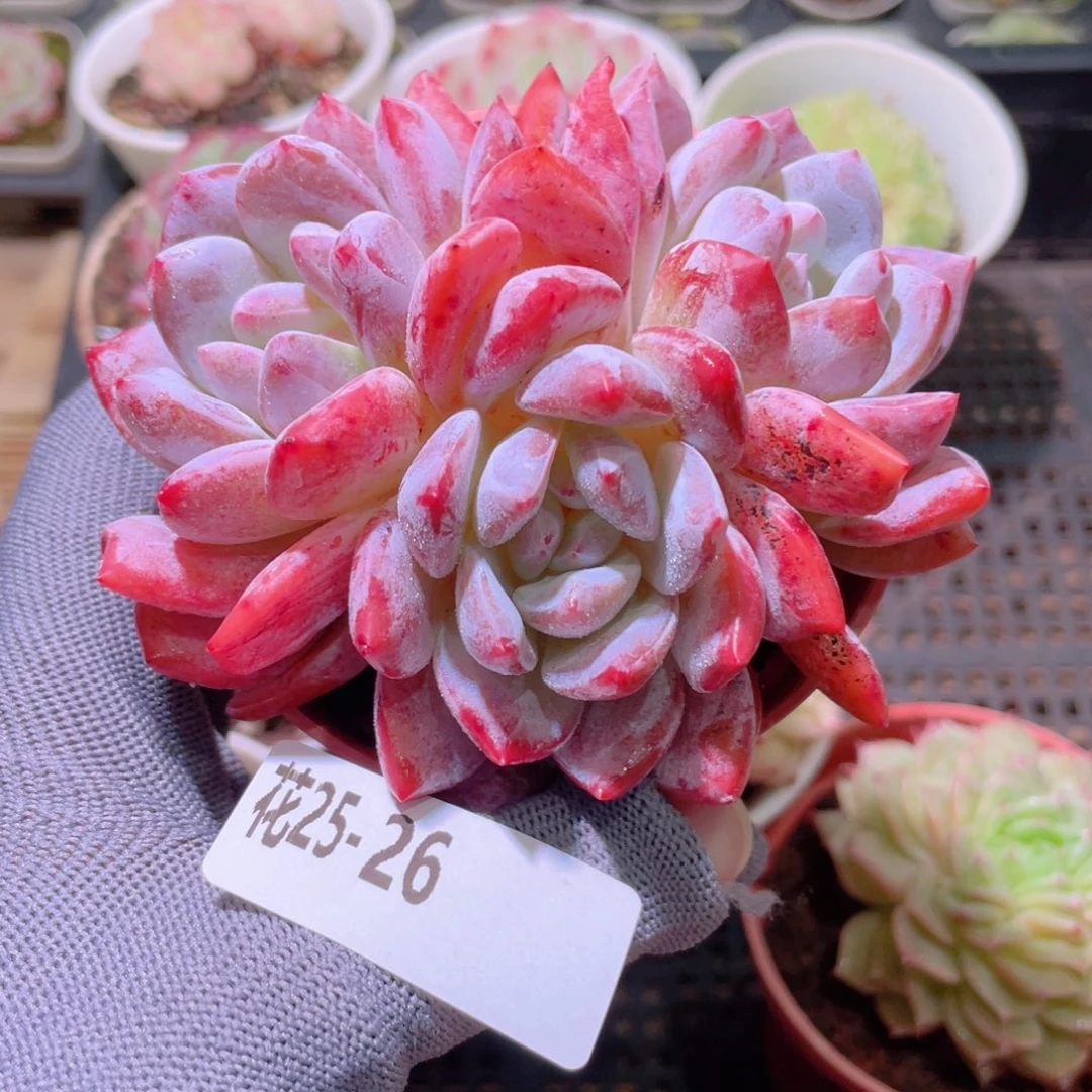 花利美25-26橙梦露