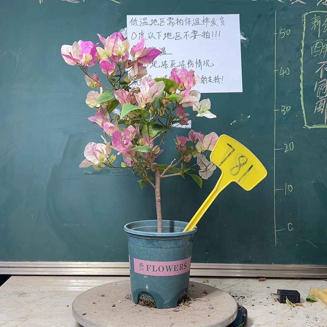 完全开放 福利 漳红樱  781