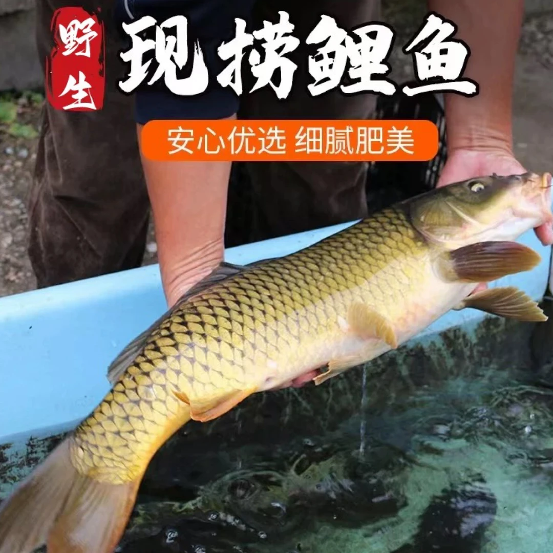 东北冷水鲤鱼9-10斤顺丰包邮活鱼速冻发货