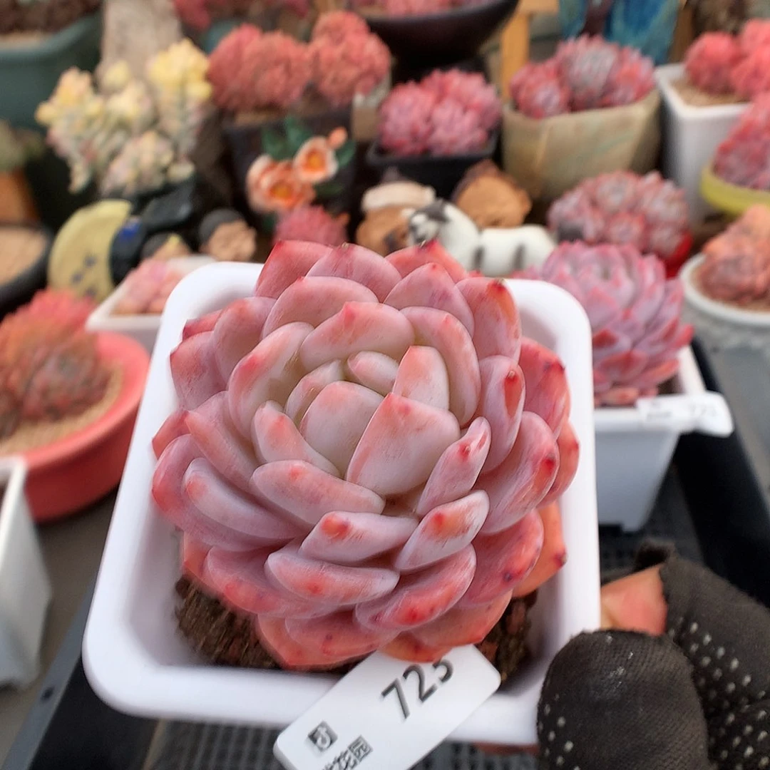 723宽橙多肉植物666