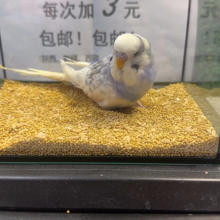 虎皮鹦鹉大头虎皮鹦鹉