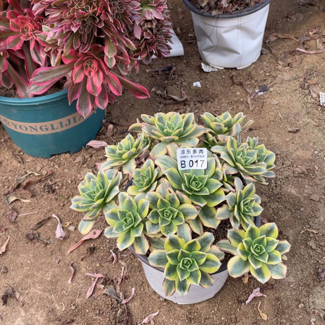 017星宝多肉法师断枝不包