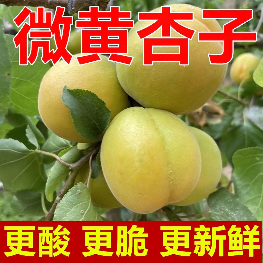 半青半黄杏酸脆可口微黄杏现采现发