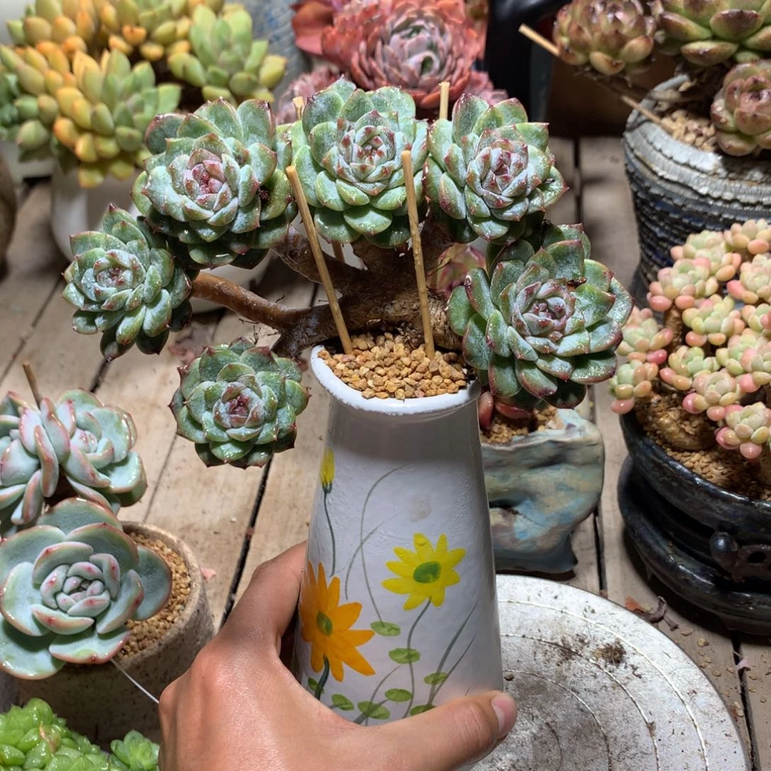 杂交小树多肉ruhen