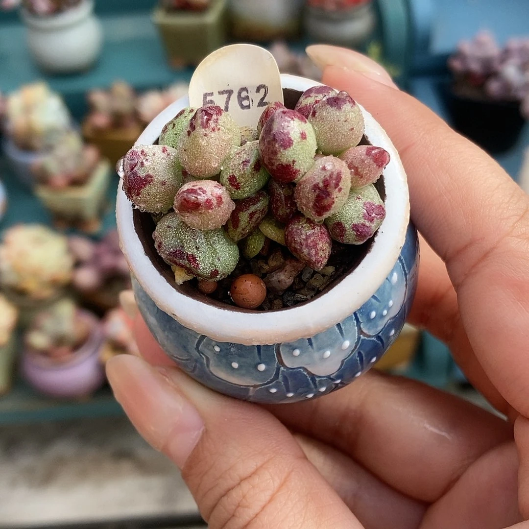 月***宝5762鼓棰带盆土