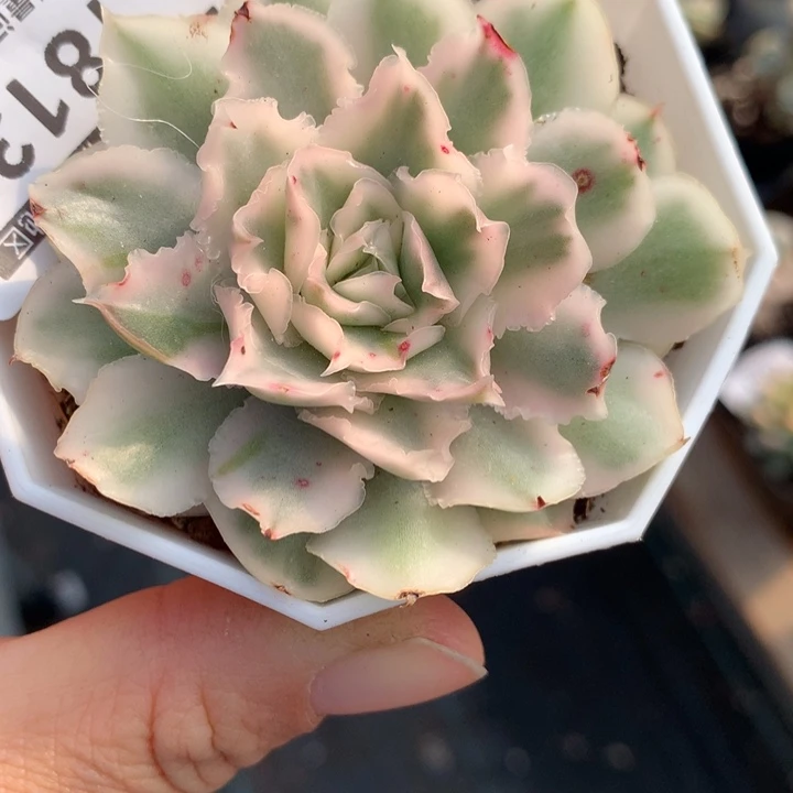 无花朵紫蝴蝶锦1813