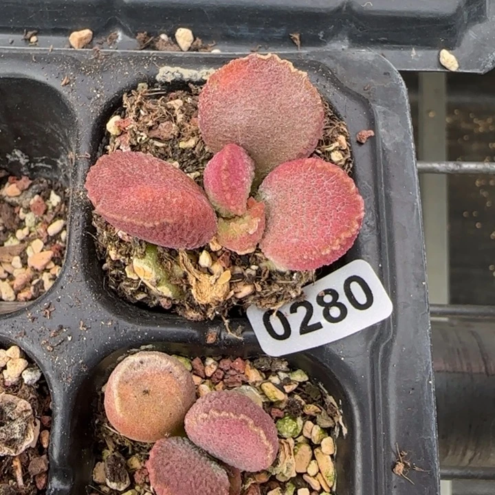 玉环水泡多肉植物水泡280