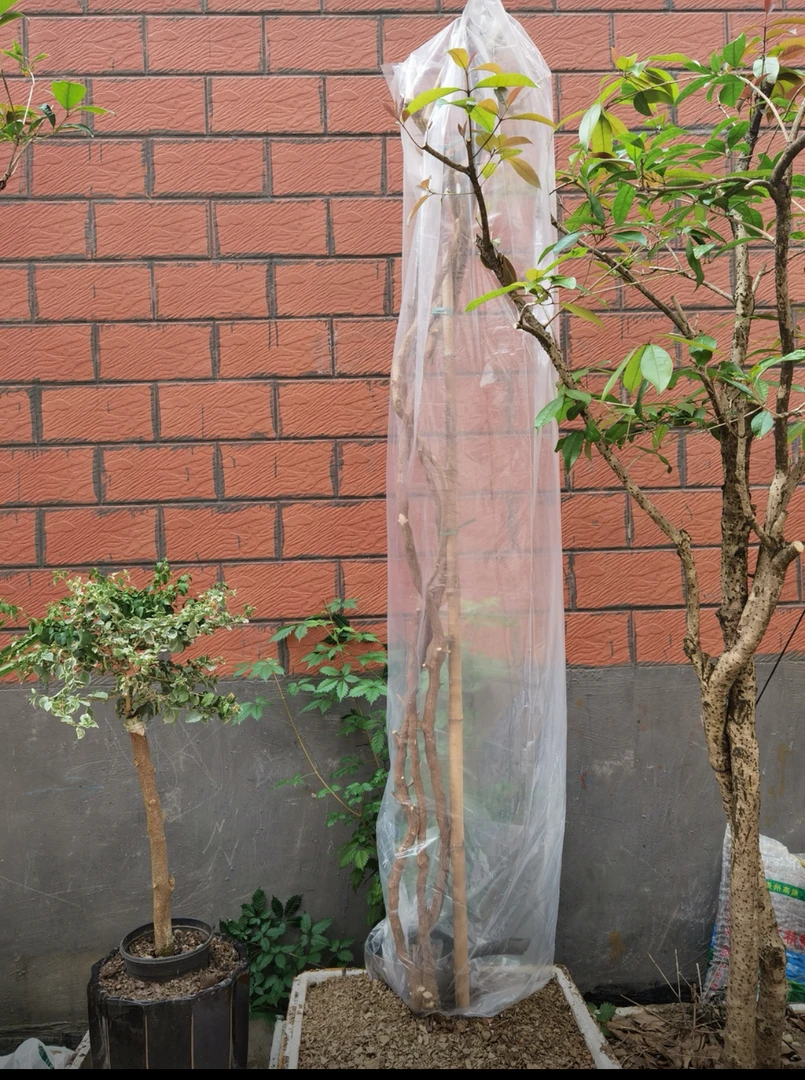 生桩发芽袋子(高260cm*宽60cm）.