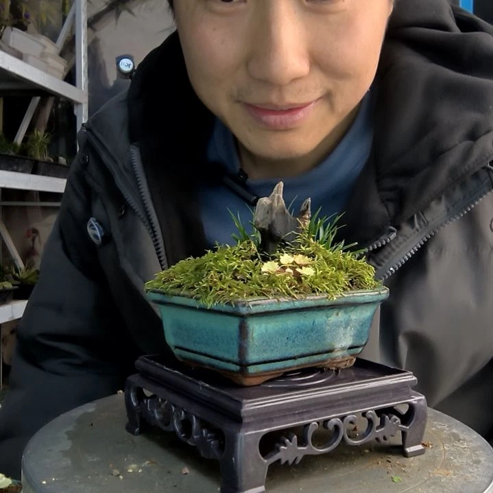 往**已小盆景小植物一物一拍110