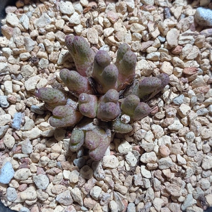 3127两群一组一组