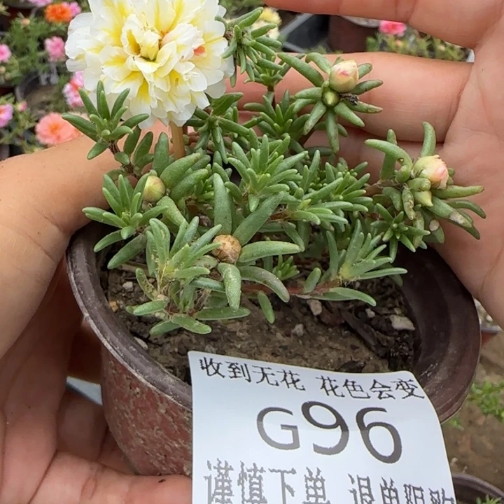 无花朵G96超小苗盆口10cm