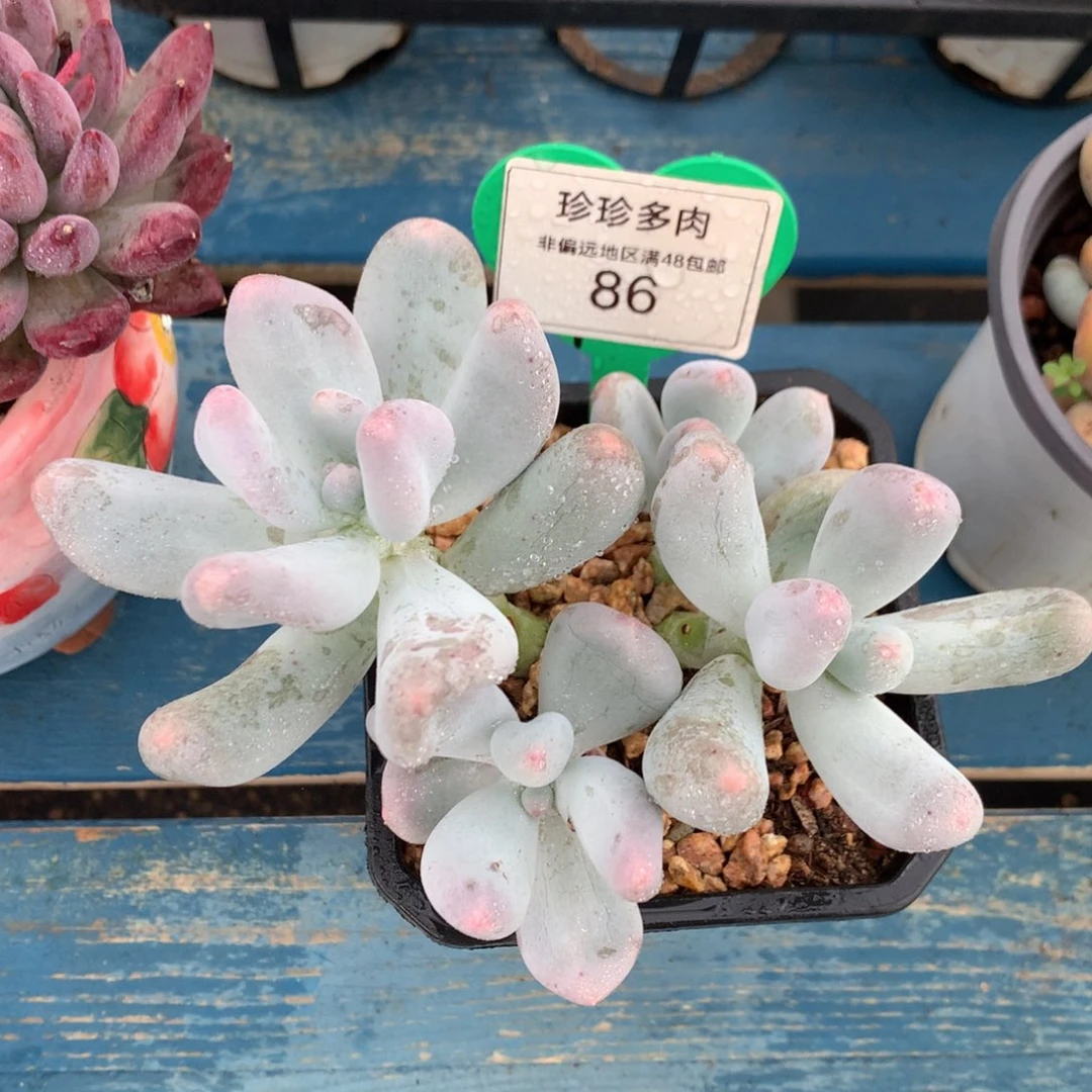 米可奶无砍平头86