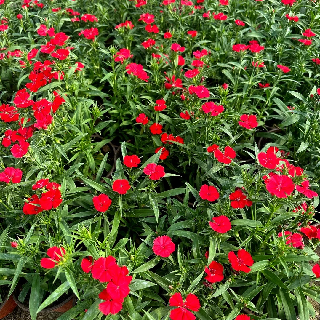 石竹花3颗大红色