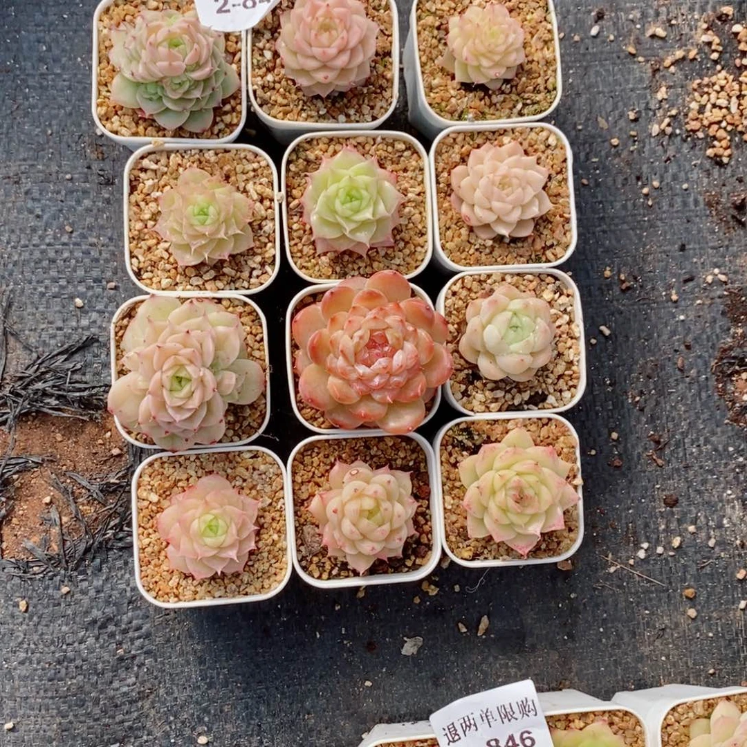 v***啾2-847多肉多肉多肉多肉多肉多肉