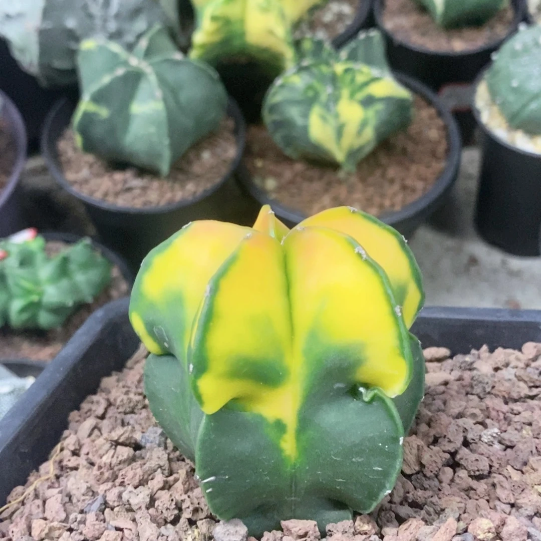 仙人球实生6.2厘米带盆