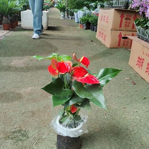 完全开放水培鸿运当头红掌顺丰包邮