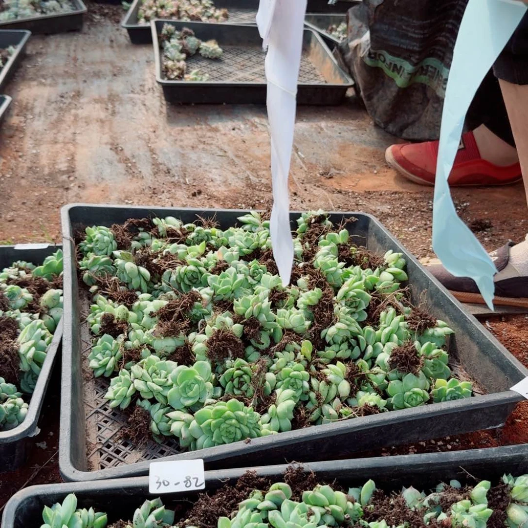 30-83麦秆十棵量拍