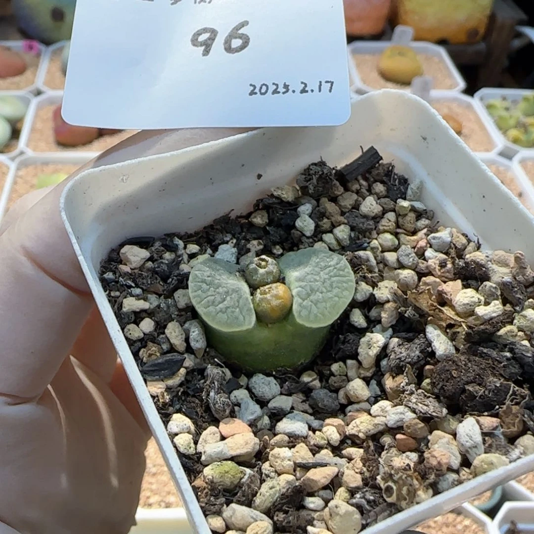 呼*多肉多肉多肉2.17-096