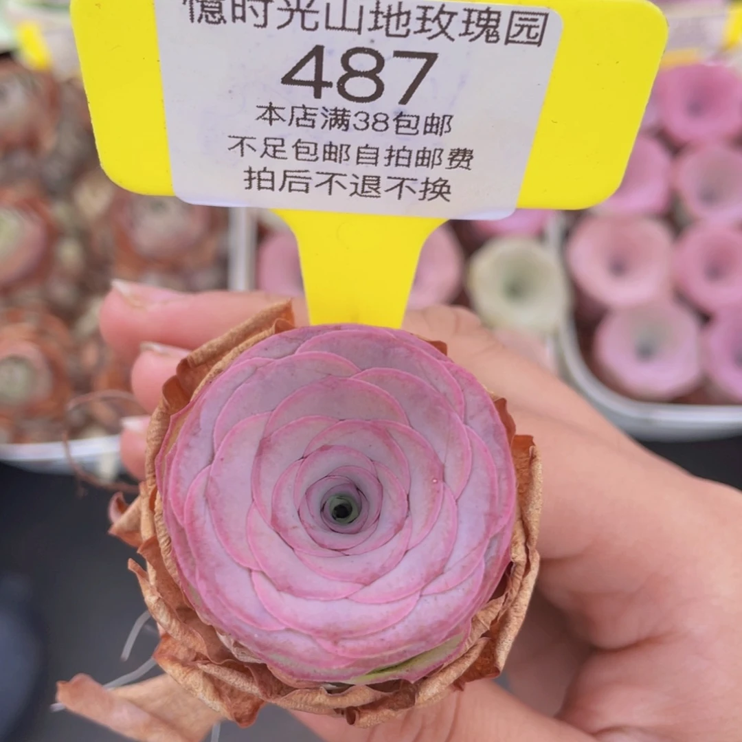 山地玫瑰487满38包邮裸根发货