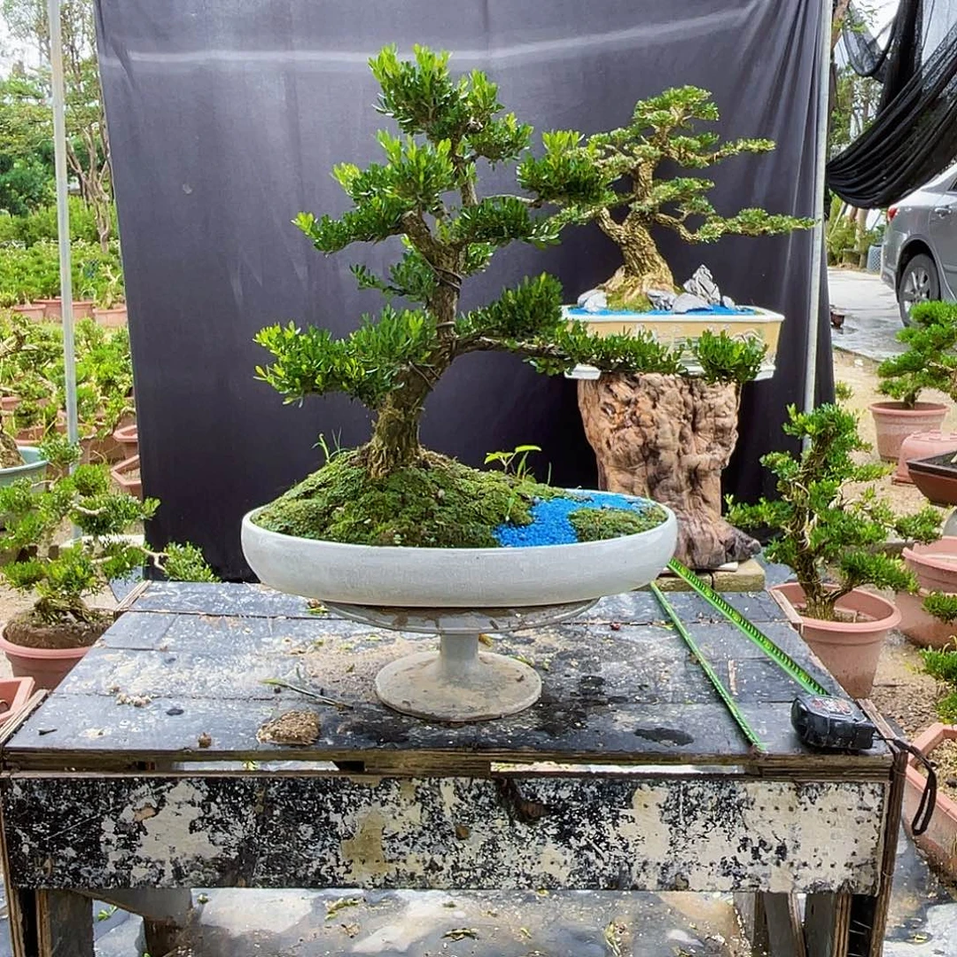 当前无花栽培后可以开花