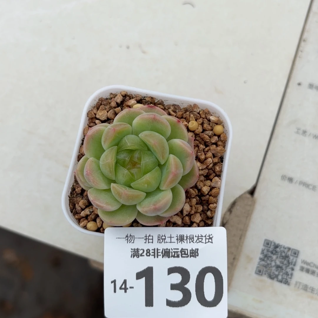 财富c9单头多肉多肉