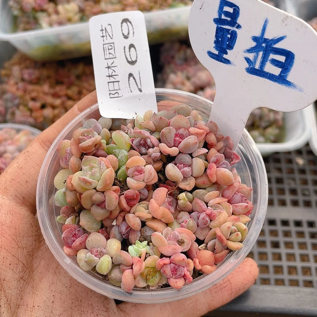 量拍多肉植物多肉植物269