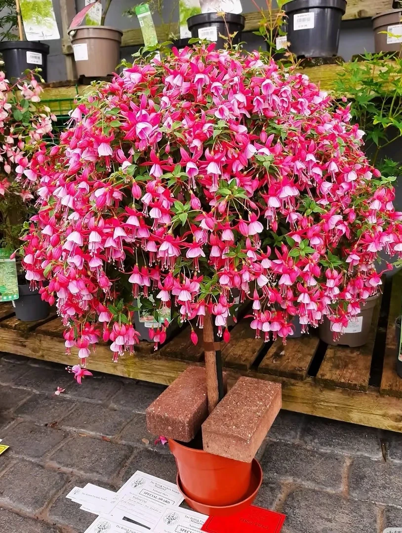 （倒挂金钟棒棒糖）盆栽带花苞重瓣大花灯笼花四季开花卉植物