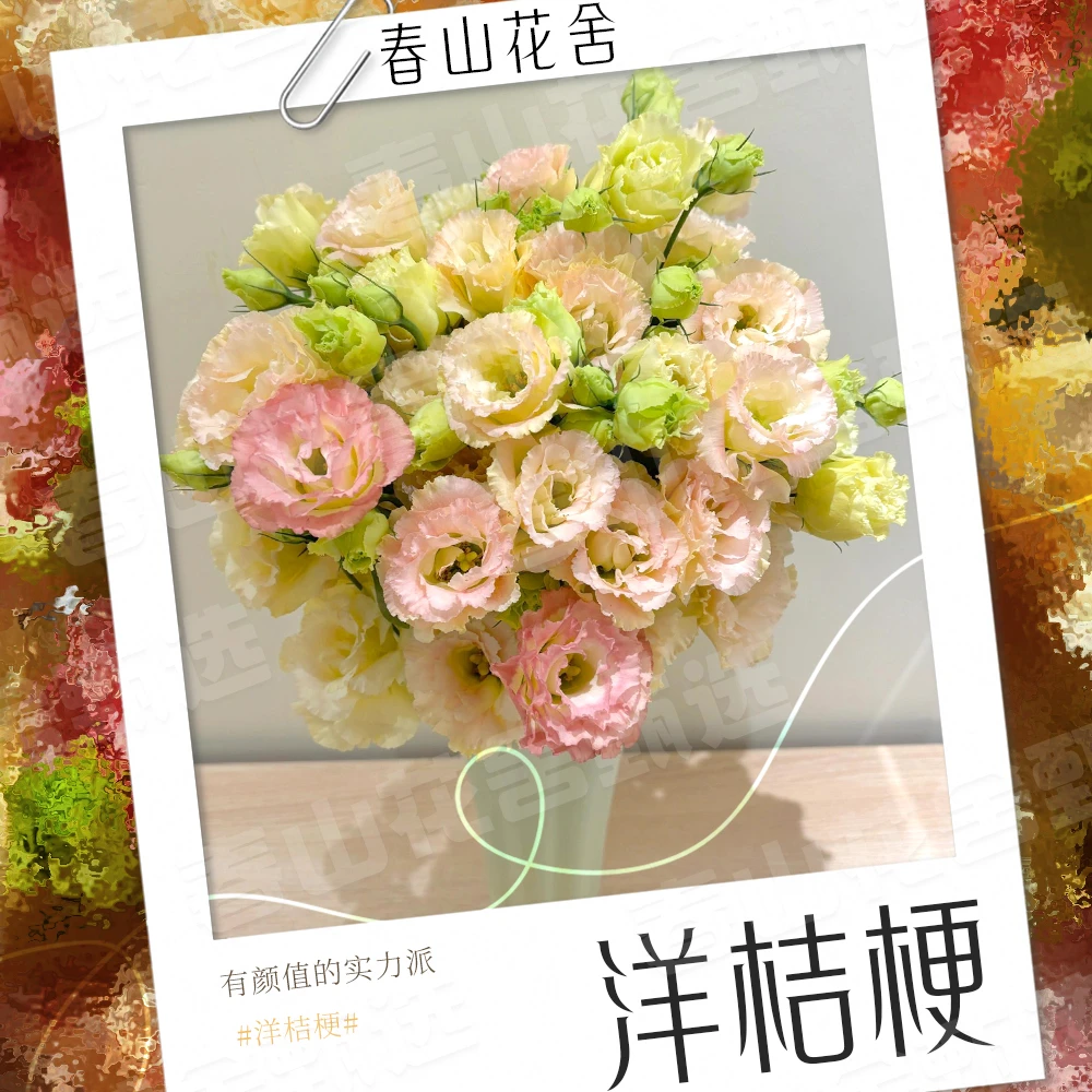 【洋桔梗】鲜花赠营养液云南直发丨拍两单升级冷链快递（送货上门）