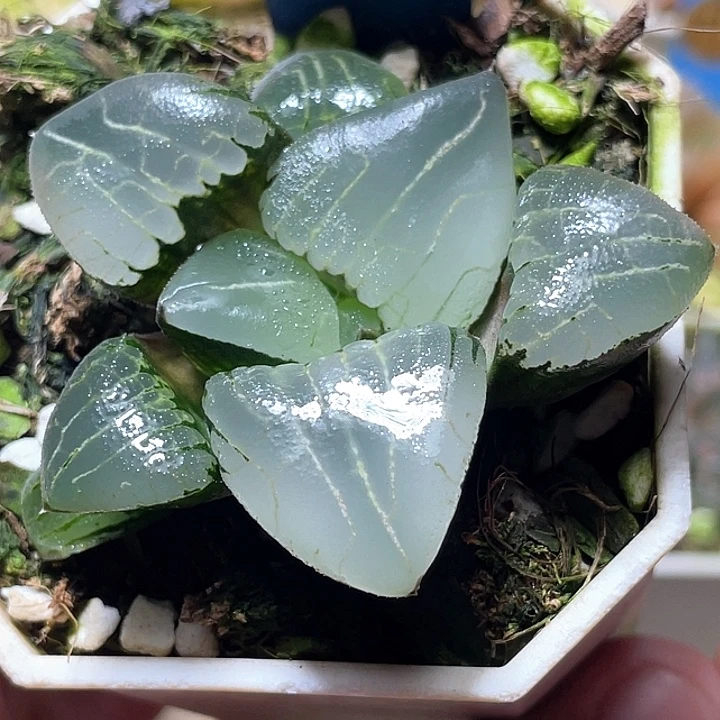 581新糯阿特选福利