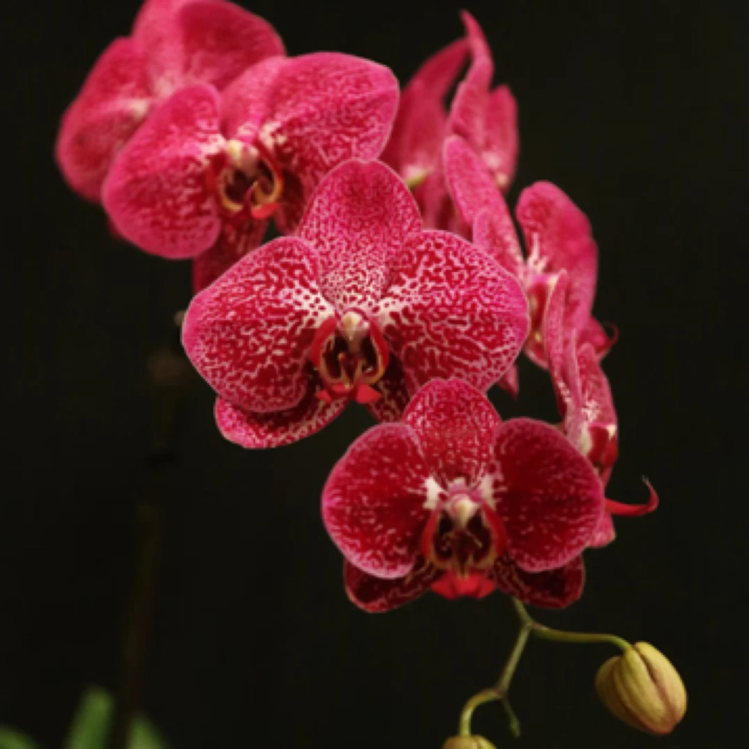 【谨硕兰艺】夜光兰月光兰蝴蝶兰3.5寸杯,无花箭，刚升杯根系一般